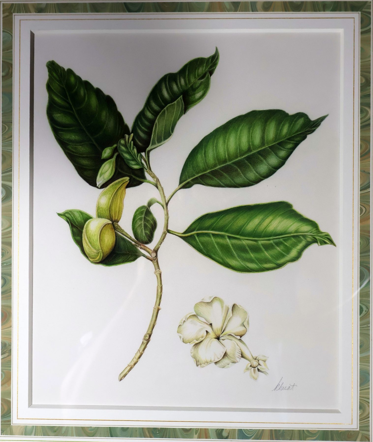 Jasmine