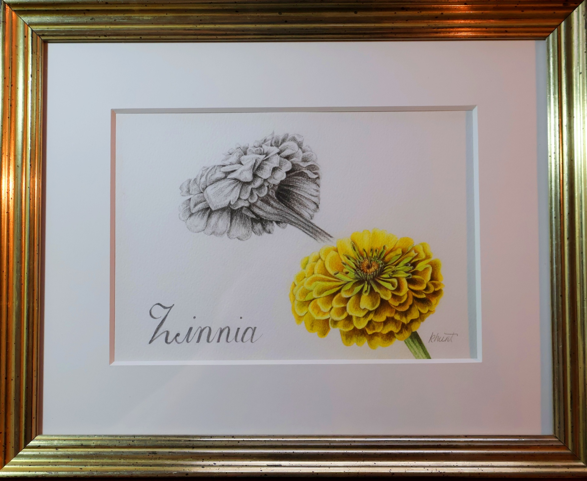 Zinnia