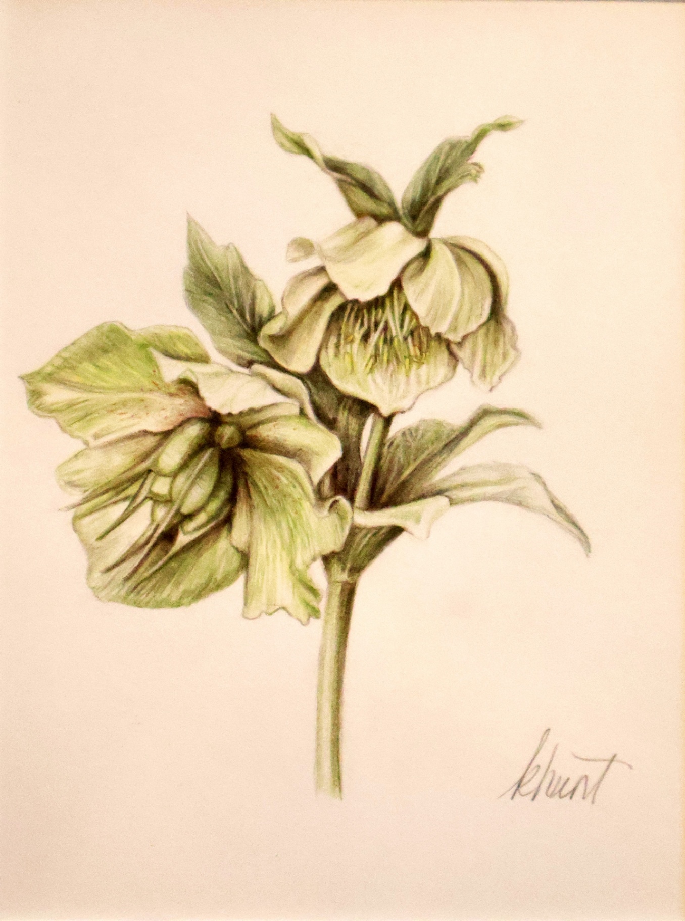 Hellebore