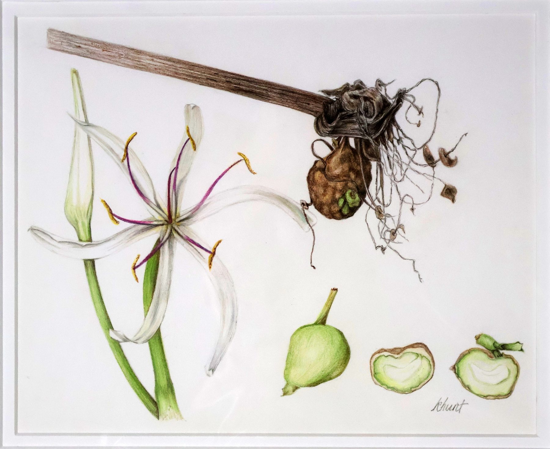 Spider Lily