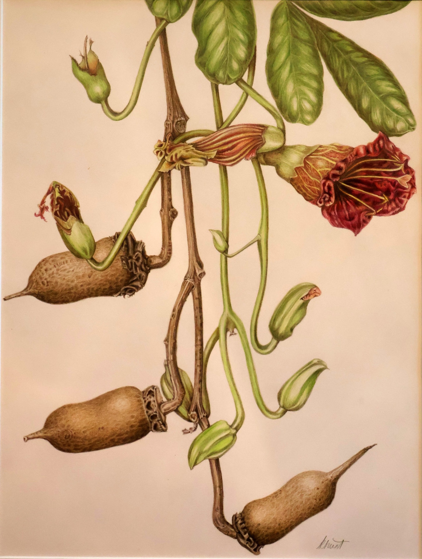 Sausage Tree