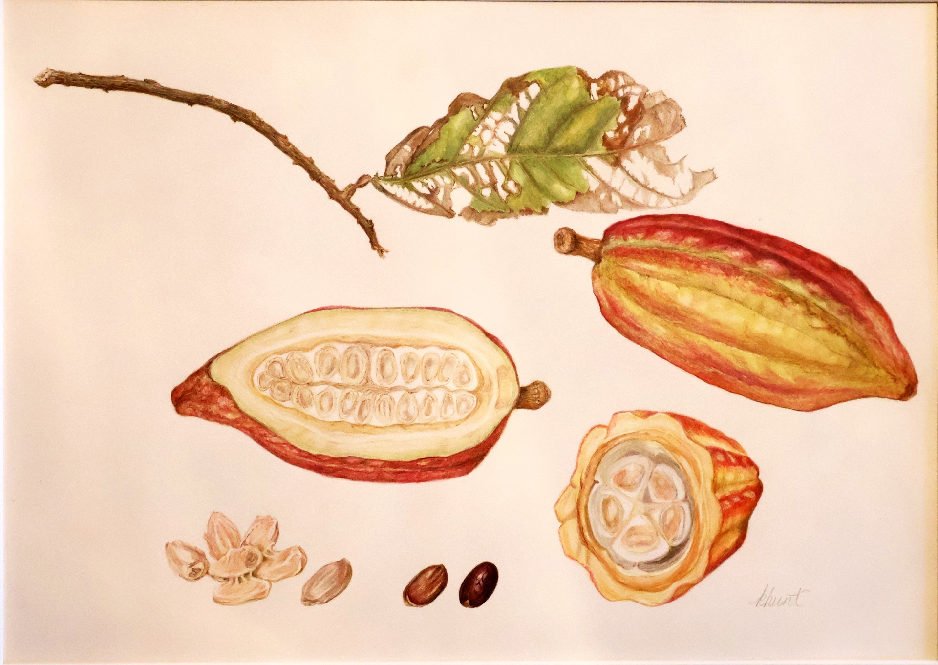 Cacao