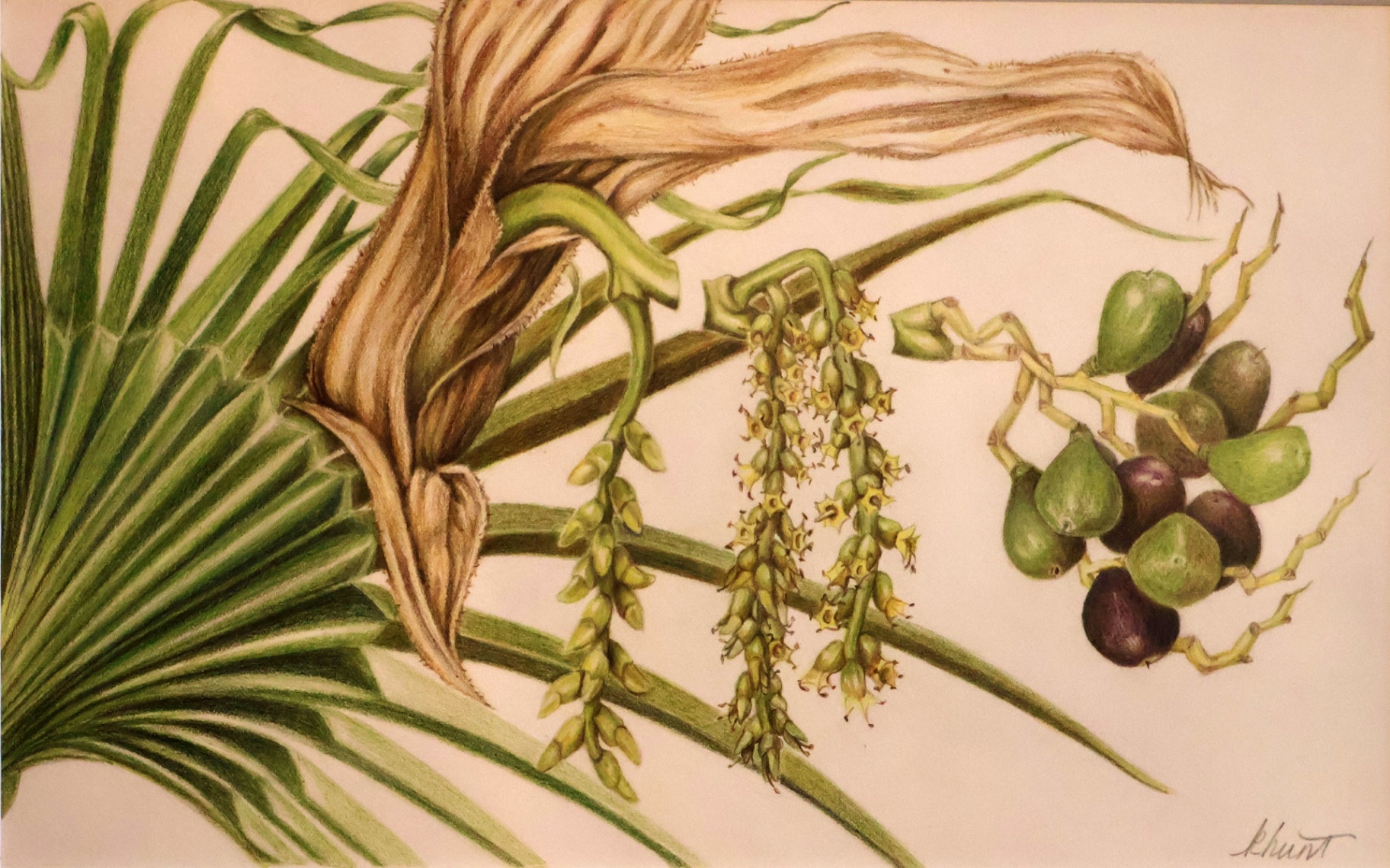 Loulu Palm