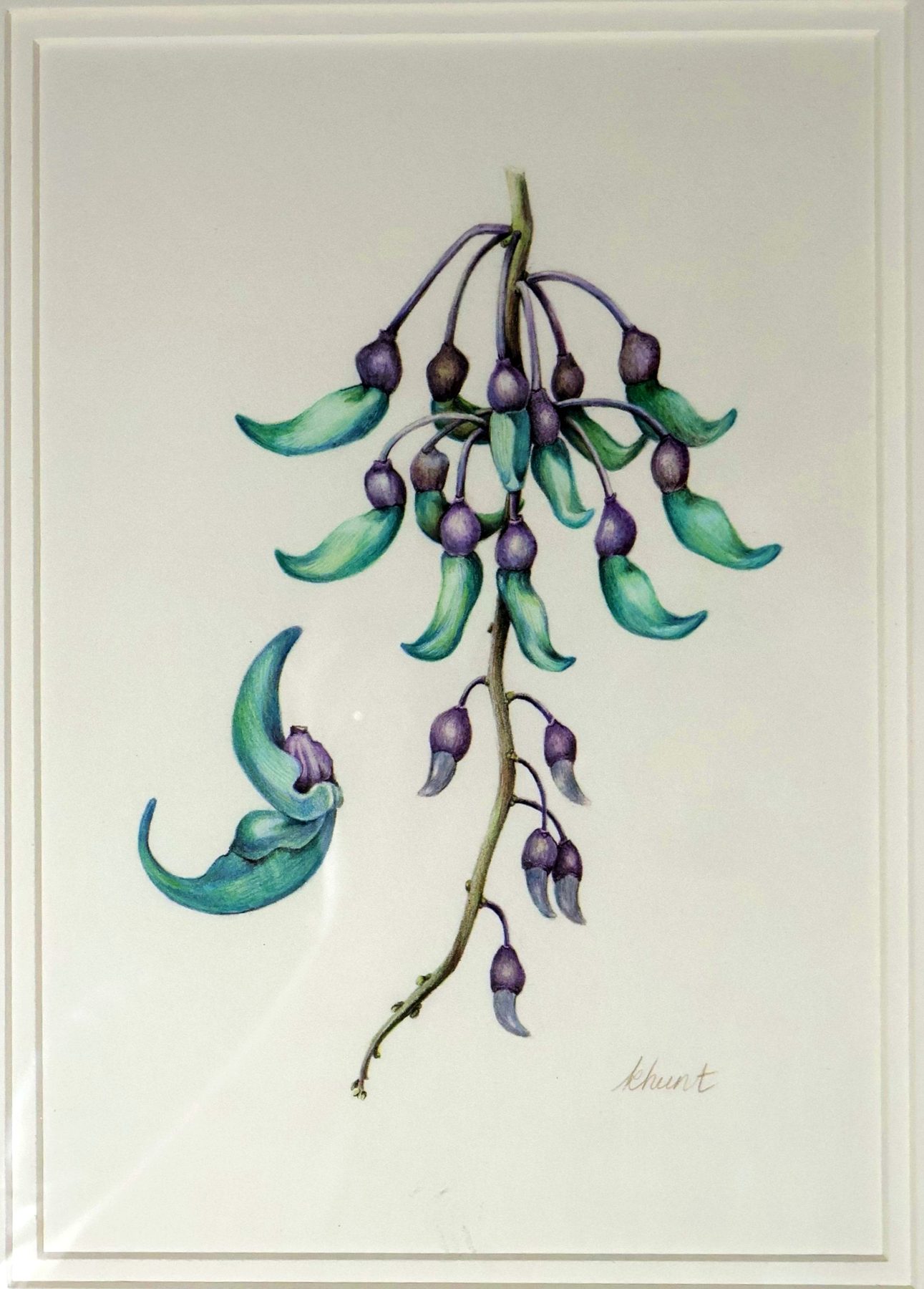 Jade Vine