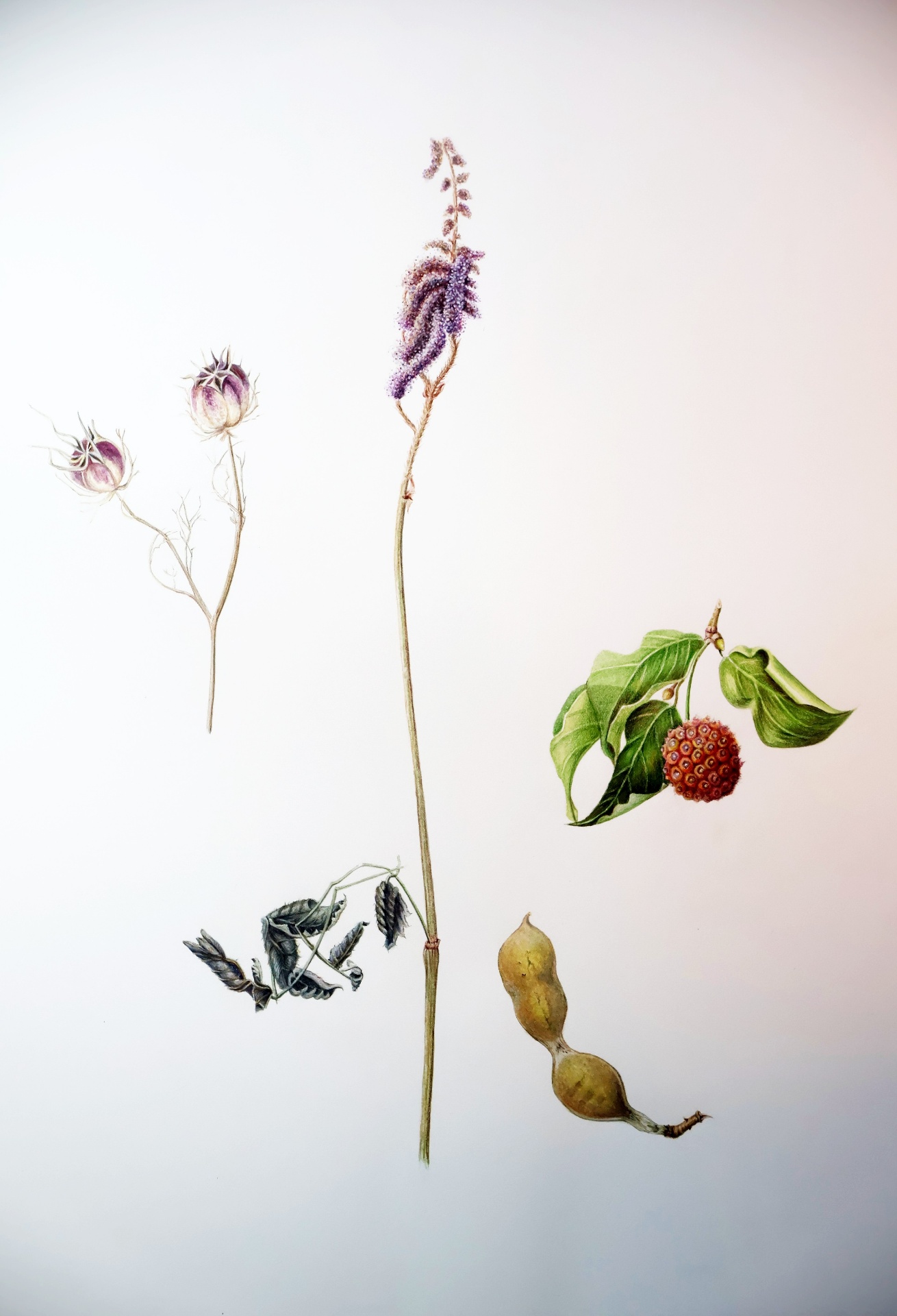 Botanical Study
