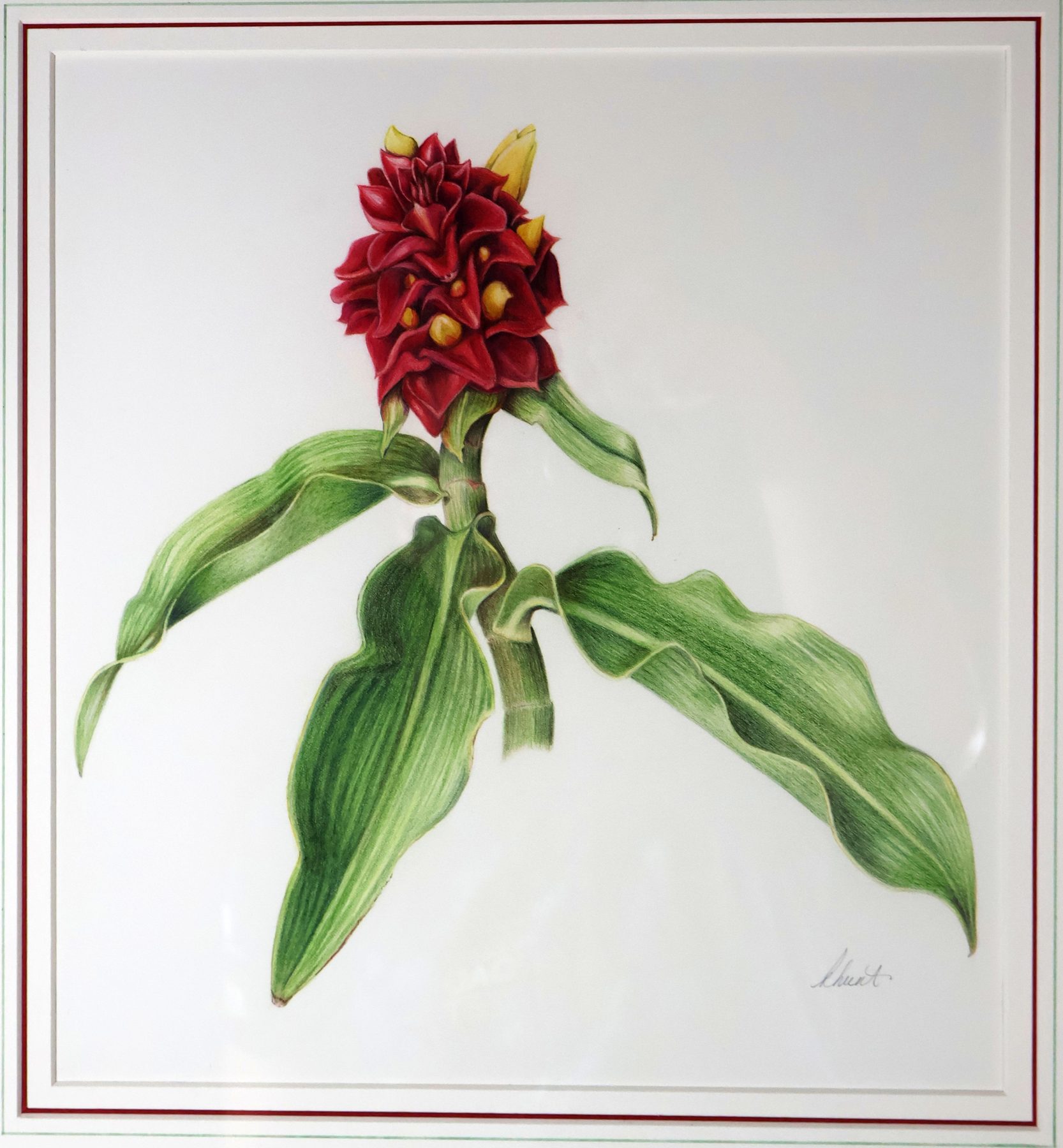 Torch Ginger