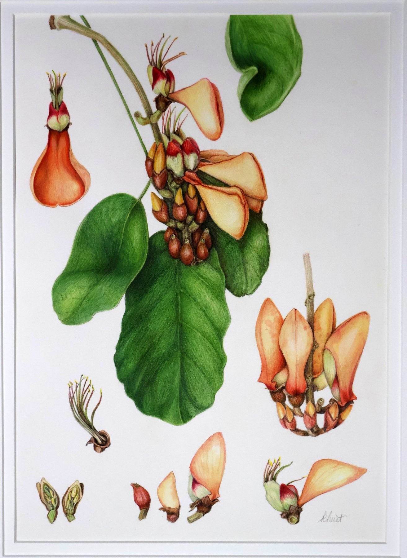 Erythrina