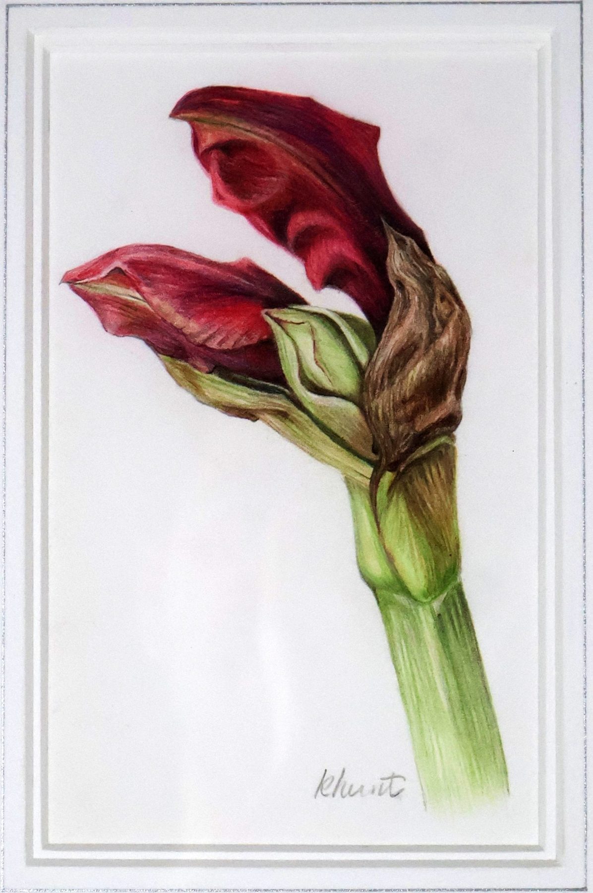 Amaryllis Bud