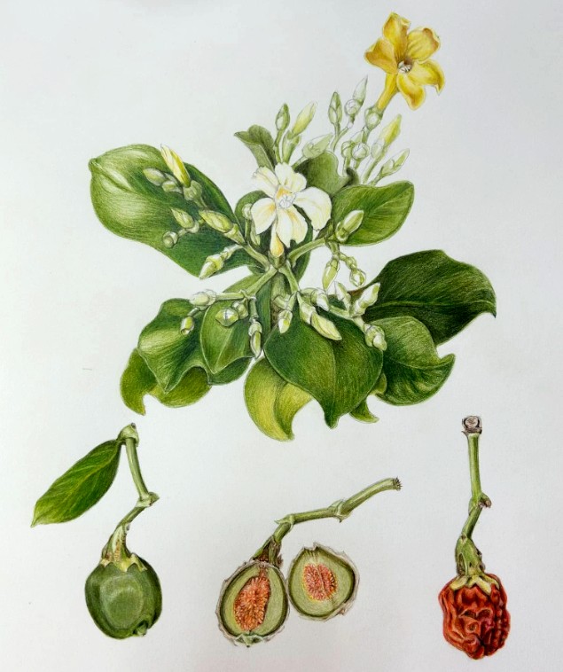 Floral Study